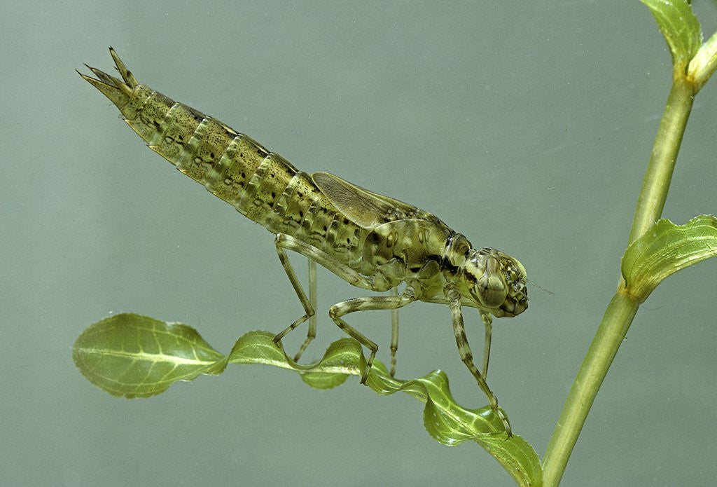 Detail of Dragonfly larva by Anonymous