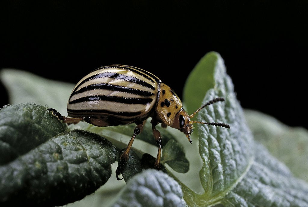 Detail of Leptinotarsa decemlineata (Colorado potato beetle) by Anonymous