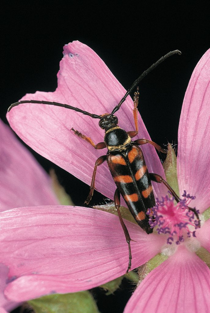 Detail of Leptura aurulenta (longhorn beetle) by Anonymous