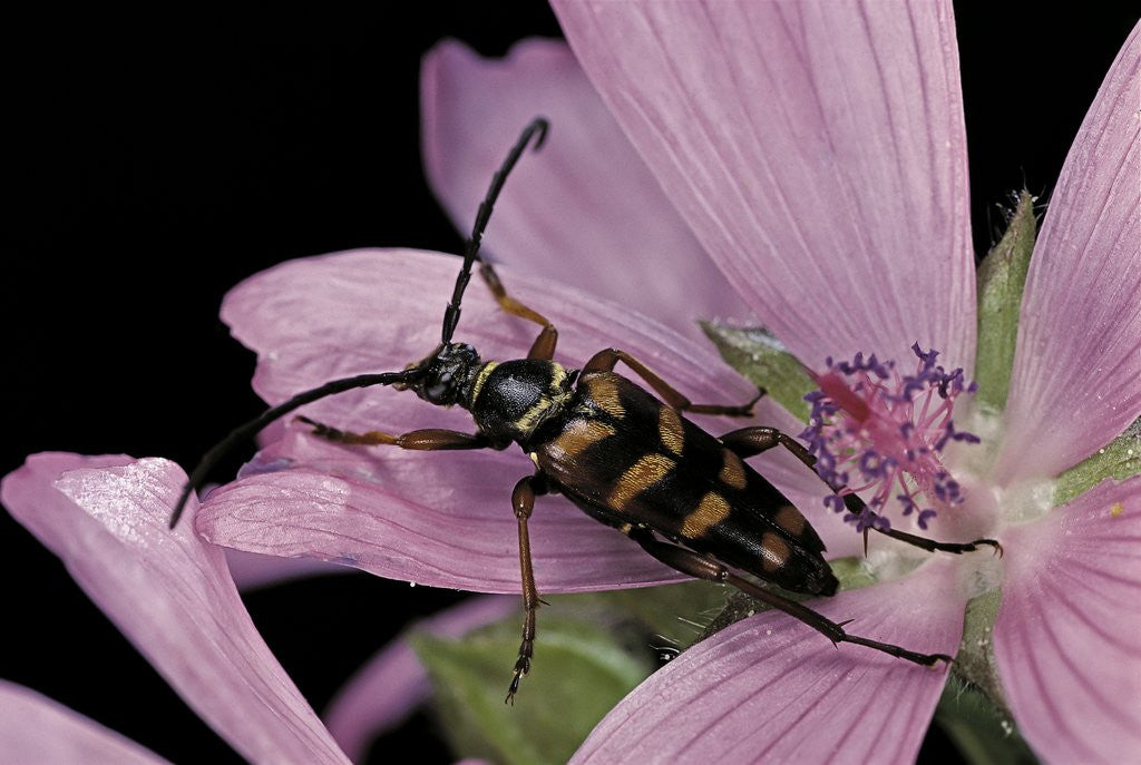 Detail of Leptura aurulenta (longhorn beetle) by Anonymous