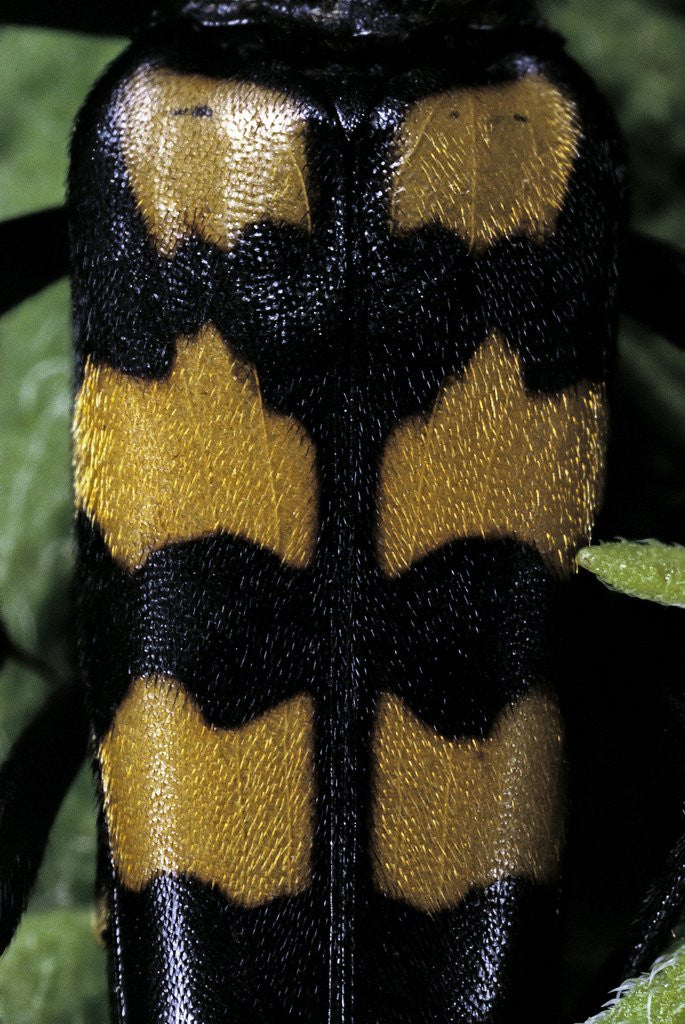 Detail of Leptura quadrifasciata (four-banded longhorn beetle) by Anonymous