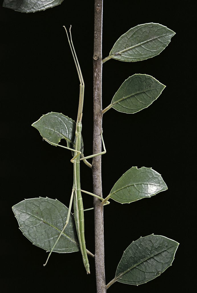 Detail of Leptynia hispanica (spanish stick insect) by Anonymous