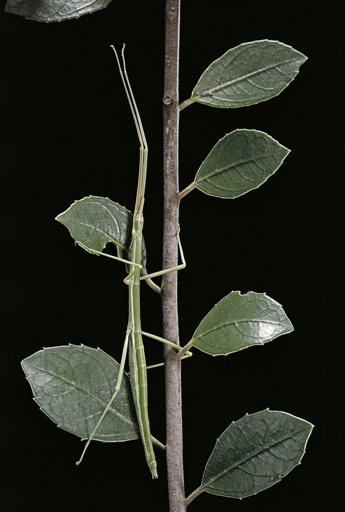 Detail of Leptynia hispanica (spanish stick insect) by Corbis