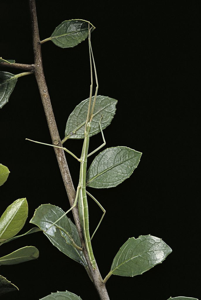 Detail of Leptynia hispanica (spanish stick insect) by Anonymous