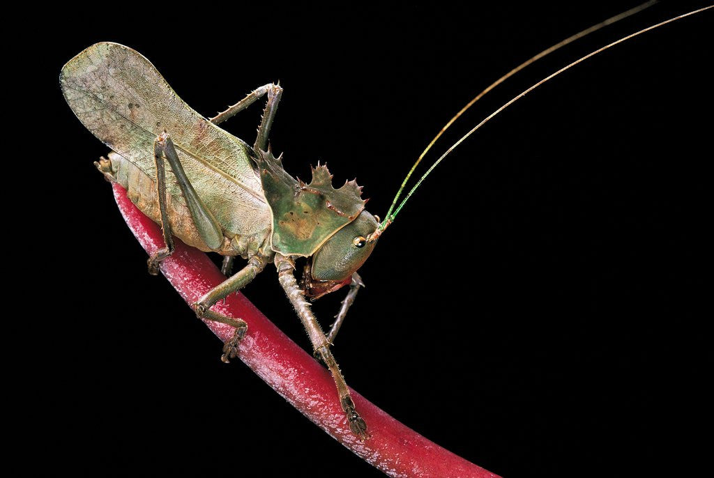 Detail of Lesina intermedius (bushcricket) by Anonymous
