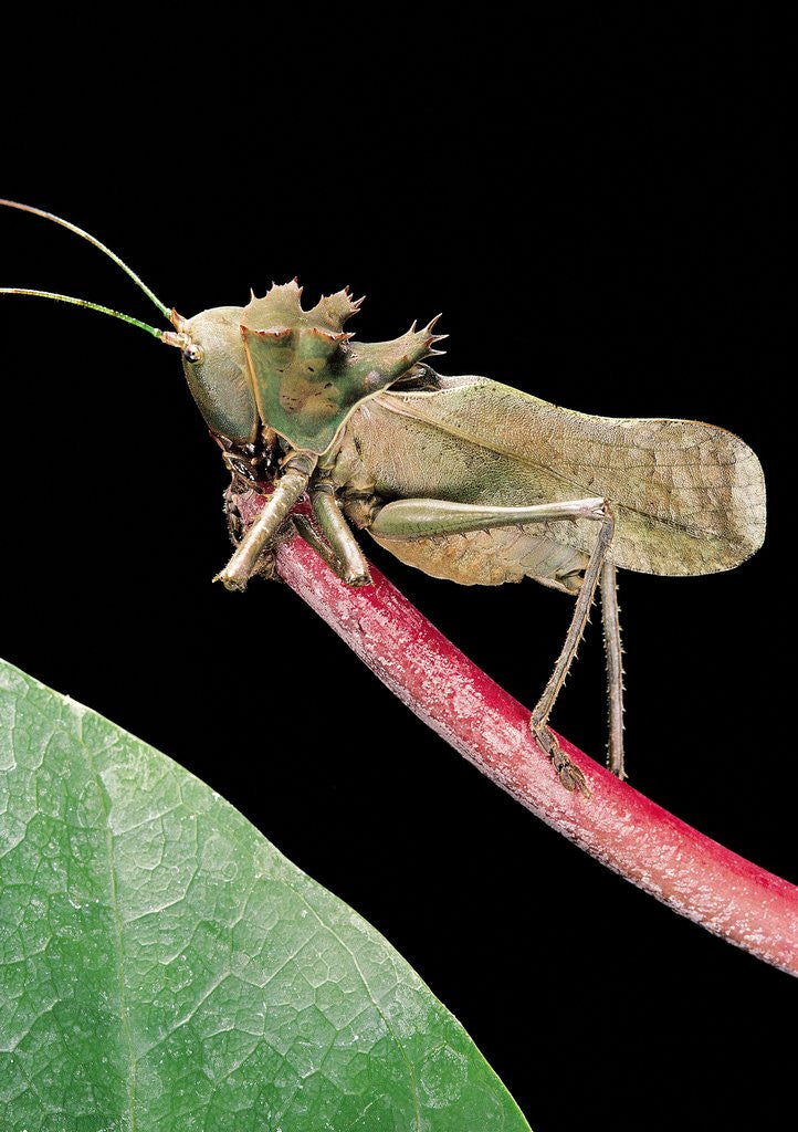 Detail of Lesina intermedius (bushcricket) by Anonymous