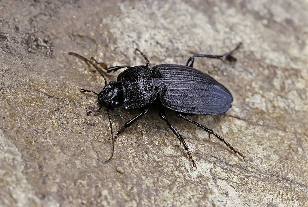 Detail of Licinus punctatulus (ground beetle) by Anonymous