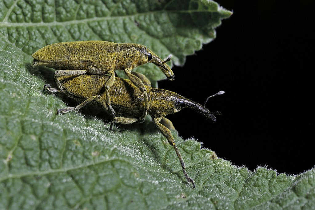 Detail of Lixus algirus (weevil) - mating by Anonymous