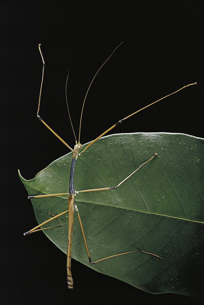 Detail of Lopaphus caesius (stick insect) by Anonymous