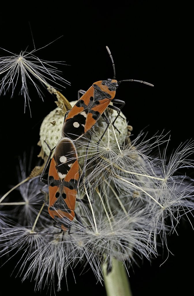 Detail of Lygaeus equestris (black-and-red-bug) - mating by Anonymous