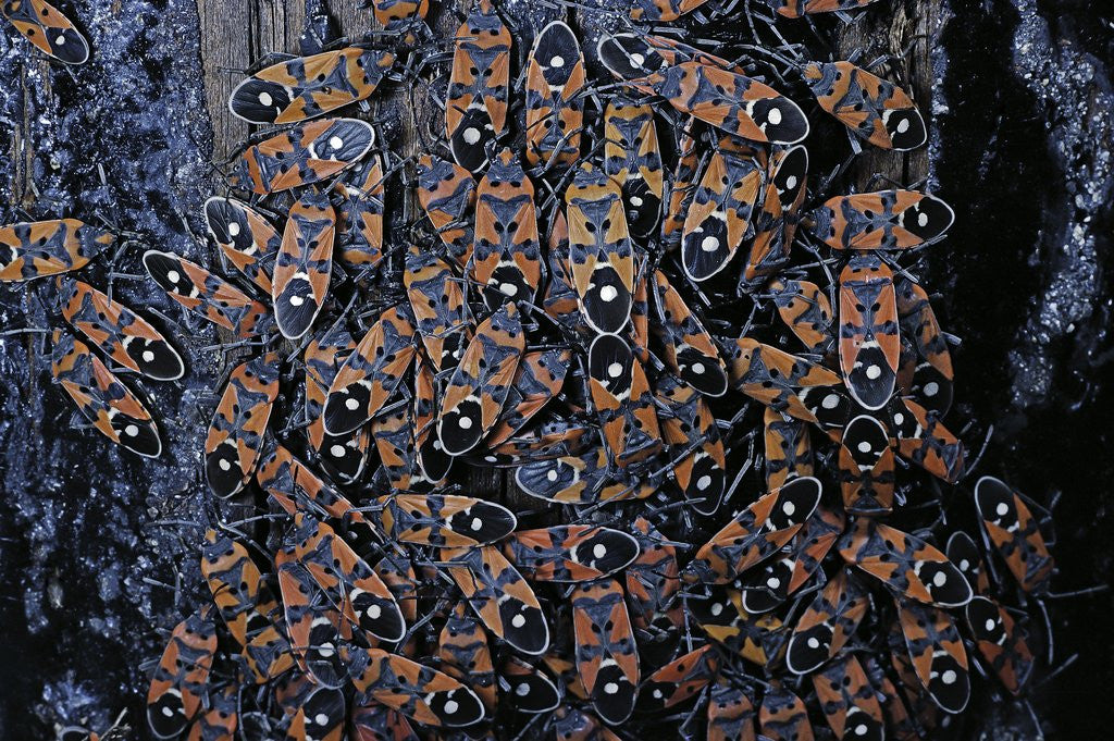 Detail of Lygaeus equestris (black-and-red-bug) - assembly by Anonymous