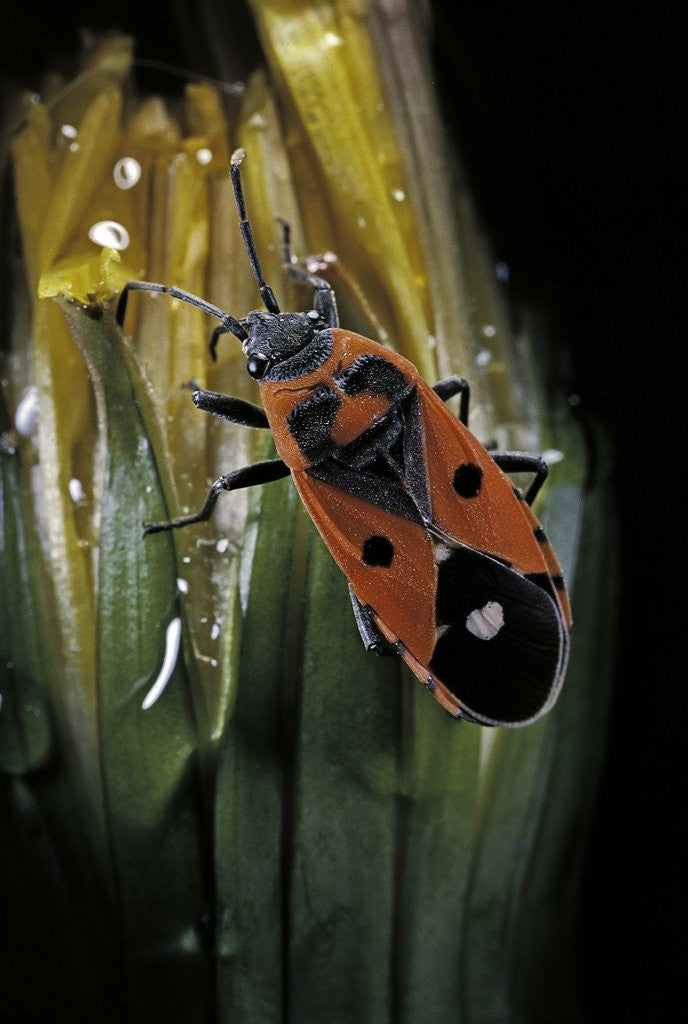 Detail of Lygaeus equestris (black-and-red-bug) by Anonymous