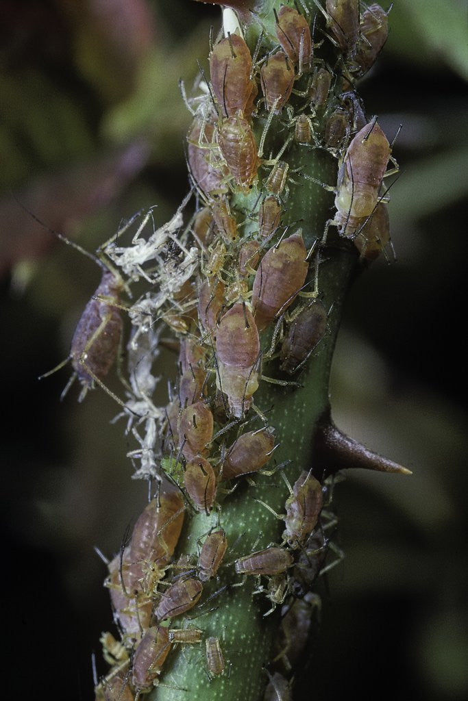 Detail of Macrosiphum rosae (rose aphid) by Anonymous