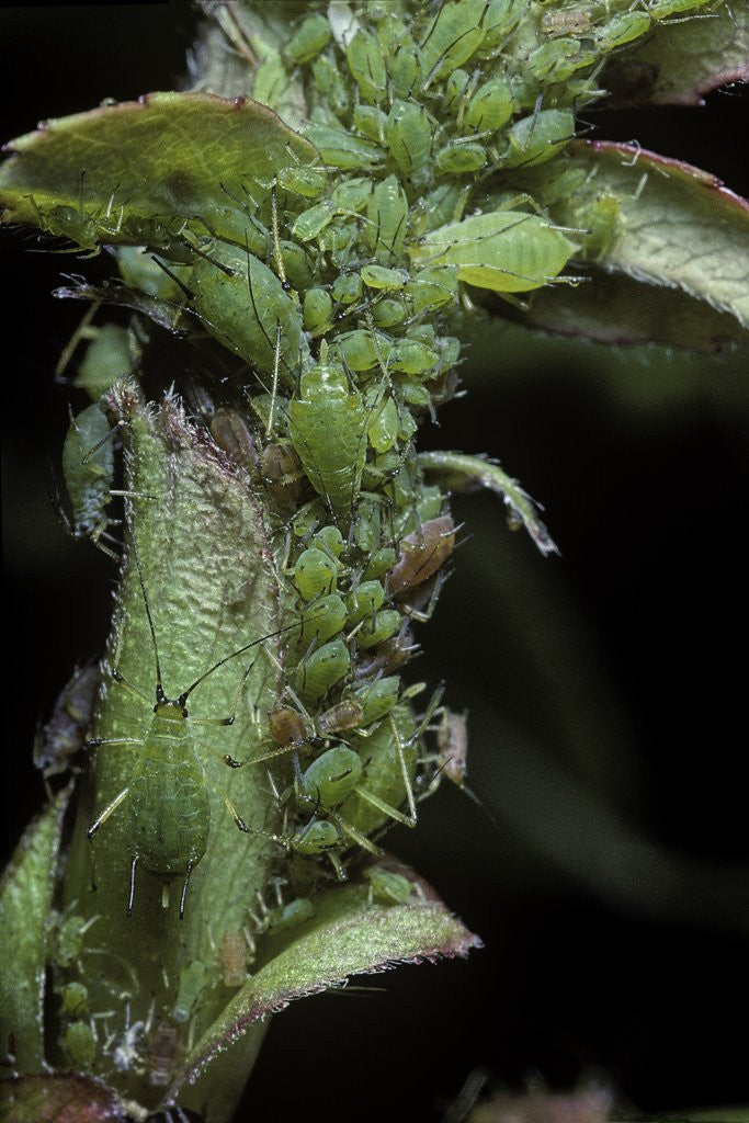 Detail of Macrosiphum rosae (rose aphid) by Anonymous