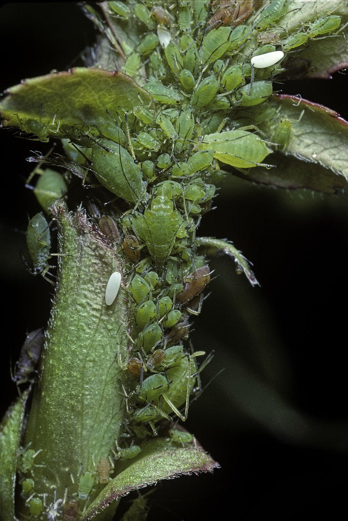 Detail of Macrosiphum rosae (rose aphid) by Anonymous