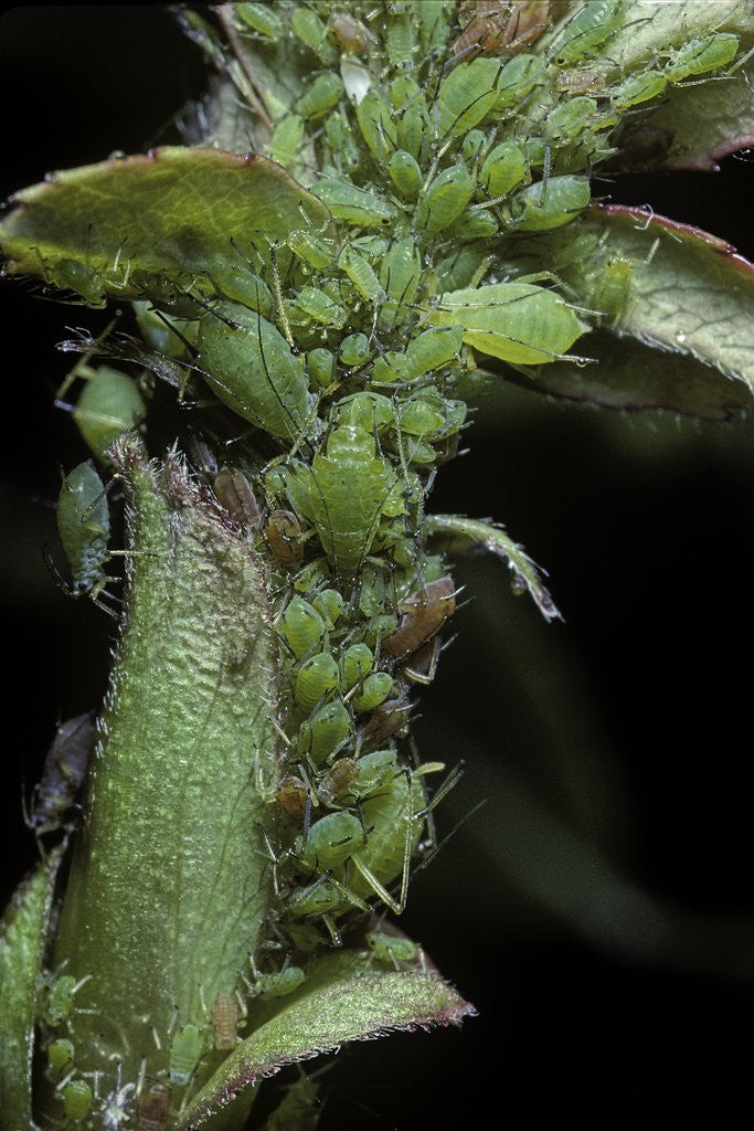 Detail of Macrosiphum rosae (rose aphid) by Anonymous