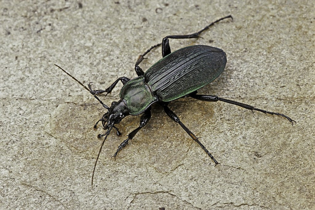 Detail of Carabus morbillosus cheminorum (ground beetle) by Anonymous