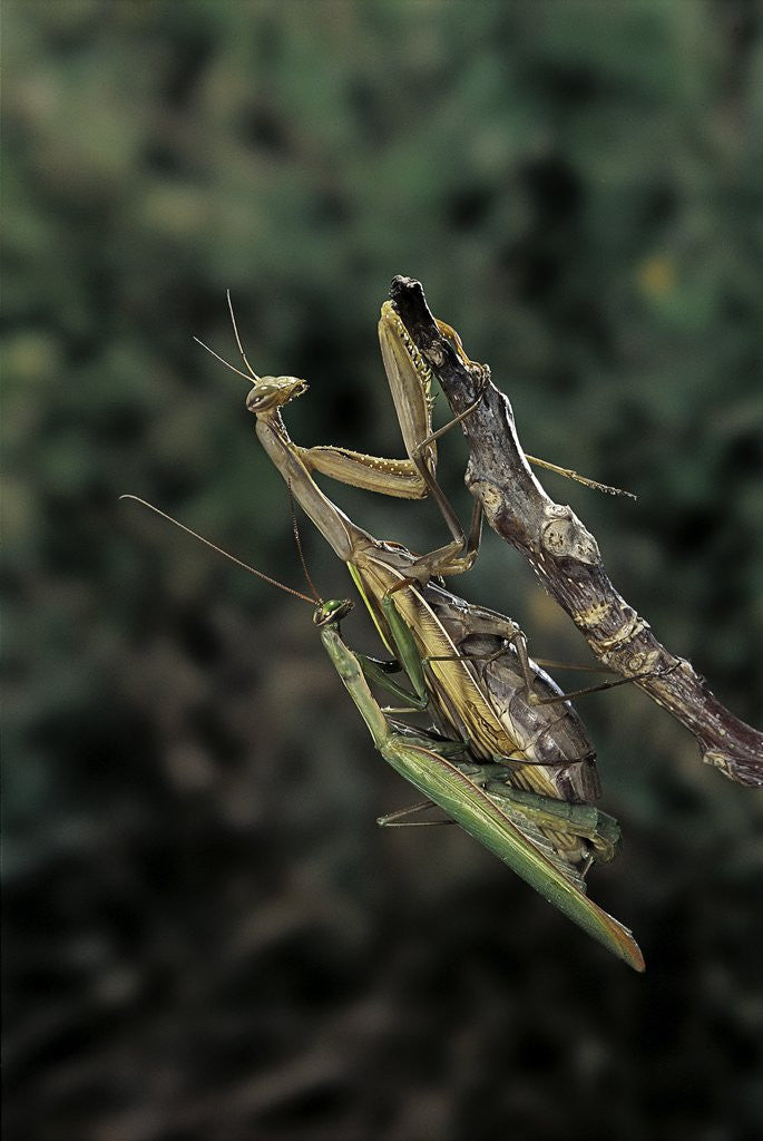 Detail of Mantis religiosa (praying mantis) - mating by Anonymous