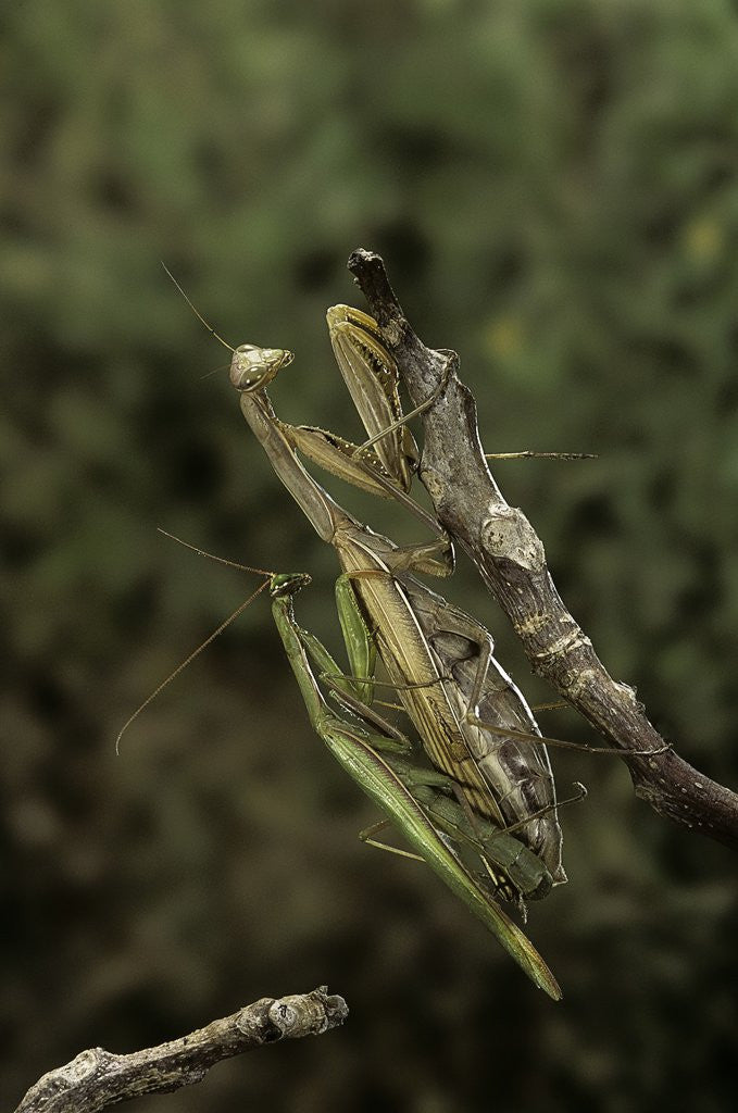 Detail of Mantis religiosa (praying mantis) - mating by Anonymous