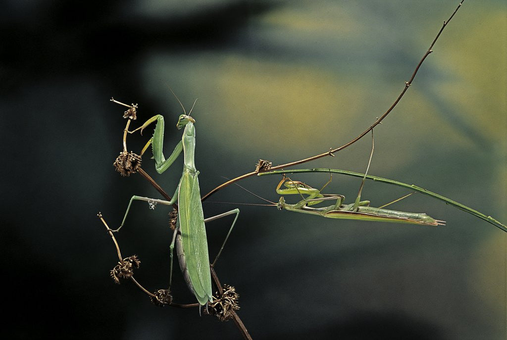 Detail of Mantis religiosa (praying mantis) - male with female by Anonymous