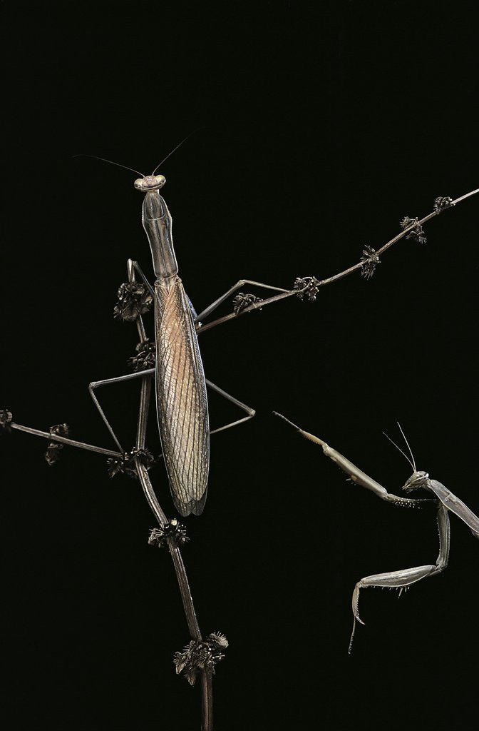 Detail of Mantis religiosa (praying mantis) - male with female by Anonymous