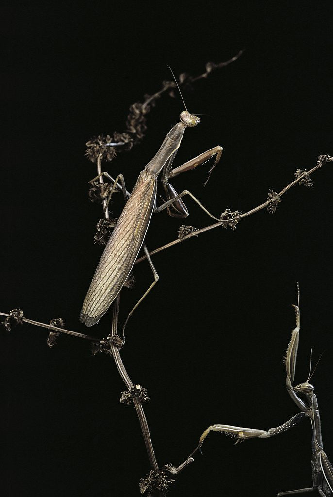 Detail of Mantis religiosa (praying mantis) - male with female by Anonymous