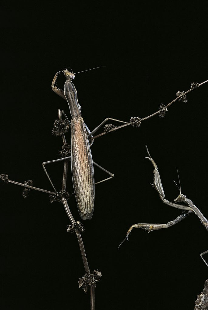 Detail of Mantis religiosa (praying mantis) - male with female by Anonymous