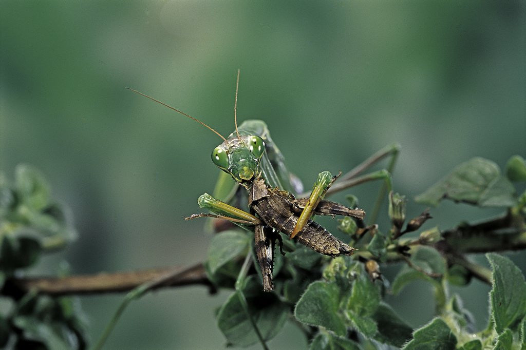 Detail of Mantis religiosa (praying mantis) - feeding on a grasshopper by Anonymous