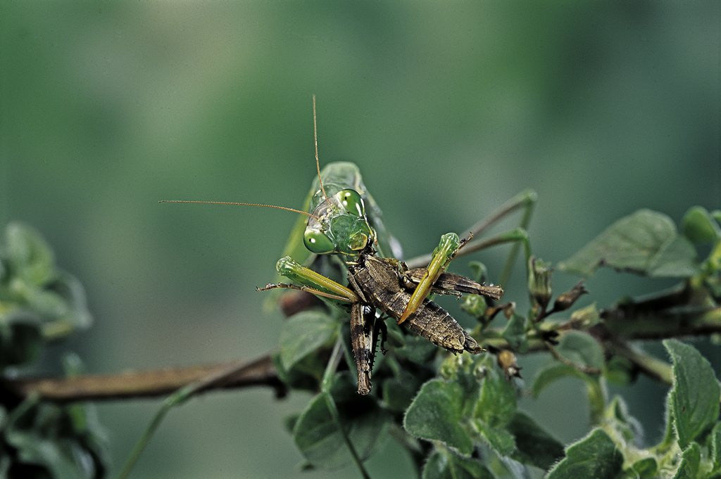 Detail of Mantis religiosa (praying mantis) - feeding on a grasshopper by Anonymous