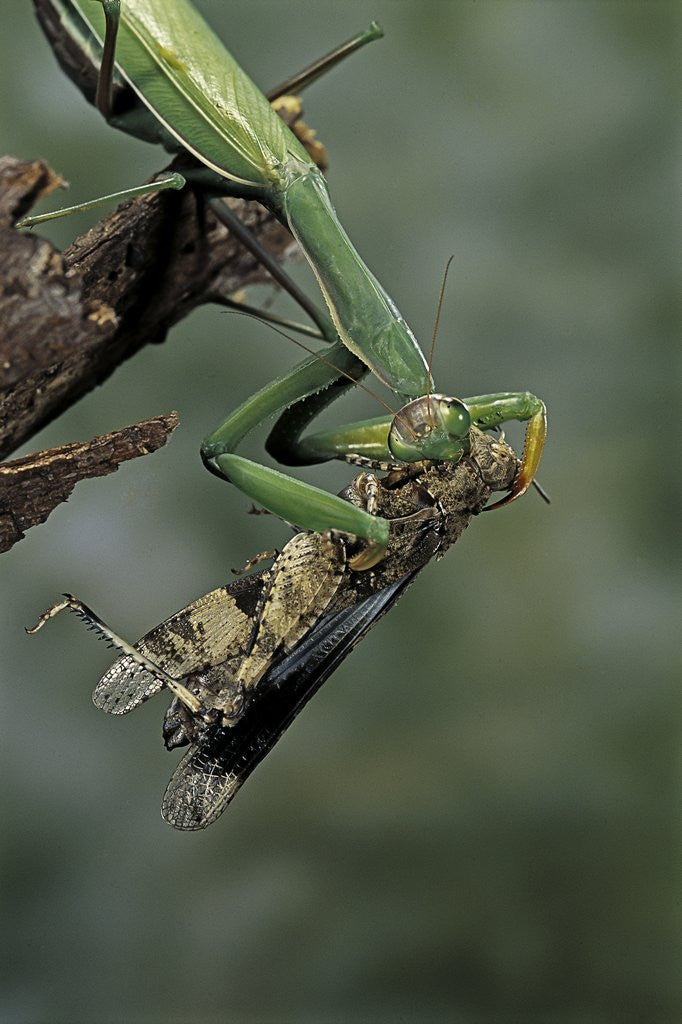 Detail of Mantis religiosa (praying mantis) - feeding on a grasshopper by Anonymous