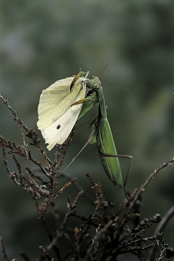 Detail of Mantis religiosa (praying mantis) - feeding on a butterfly by Corbis