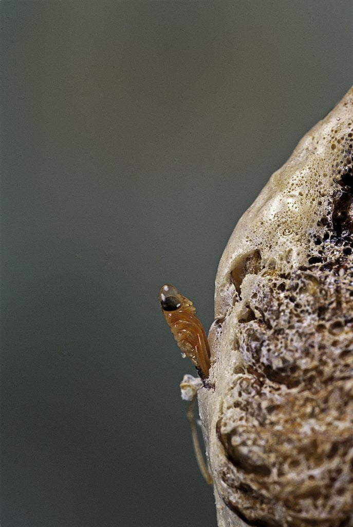 Detail of Mantis religiosa (praying mantis) - hatching by Anonymous