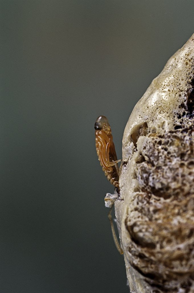 Detail of Mantis religiosa (praying mantis) - hatching by Anonymous