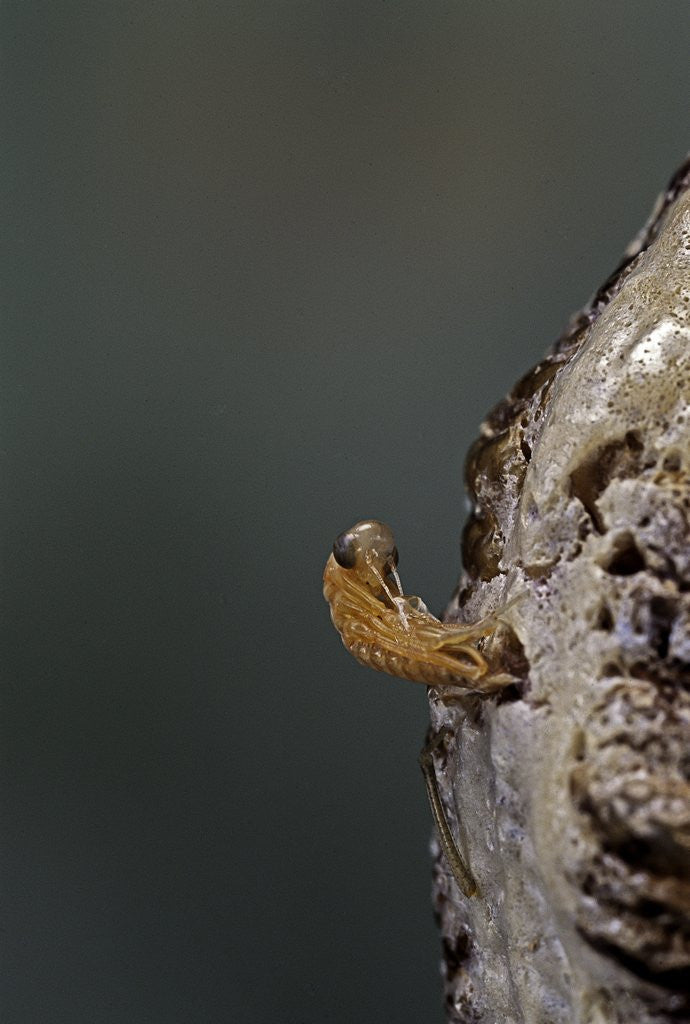 Detail of Mantis religiosa (praying mantis) - hatching by Corbis