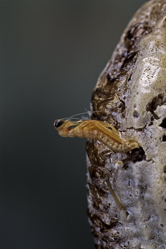 Detail of Mantis religiosa (praying mantis) - hatching by Anonymous