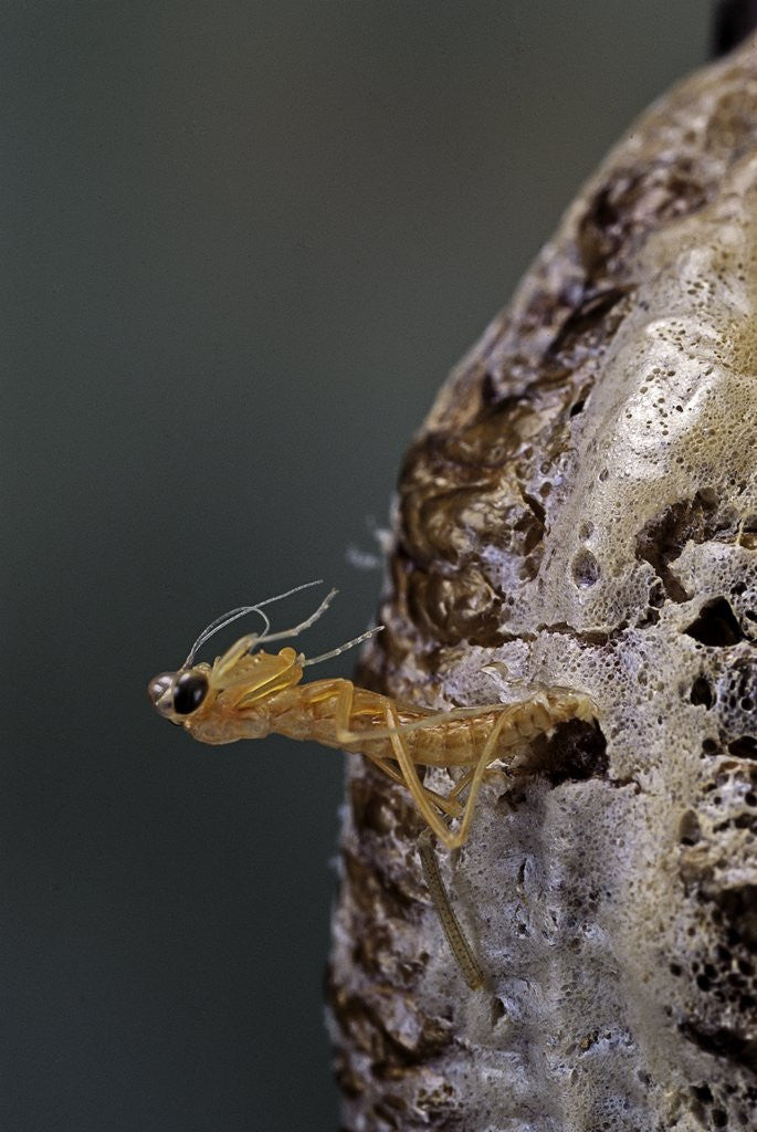 Detail of Mantis religiosa (praying mantis) - hatching by Anonymous
