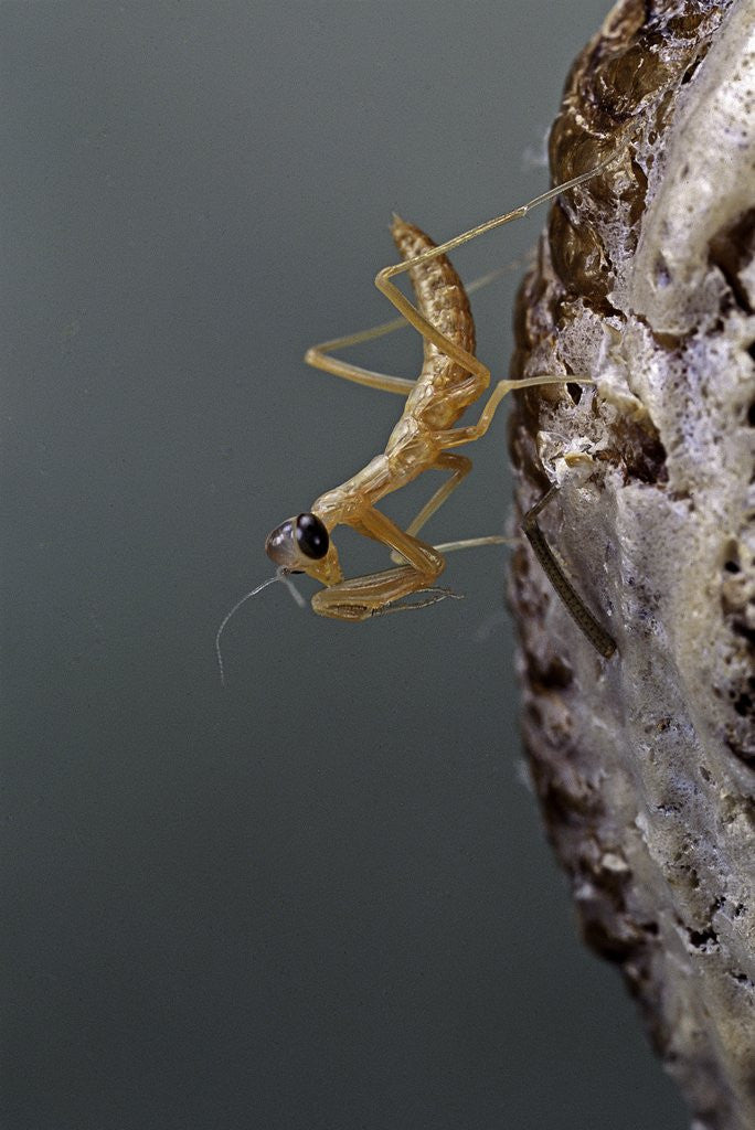 Detail of Mantis religiosa (praying mantis) - larva newly emerged from ootheca by Corbis