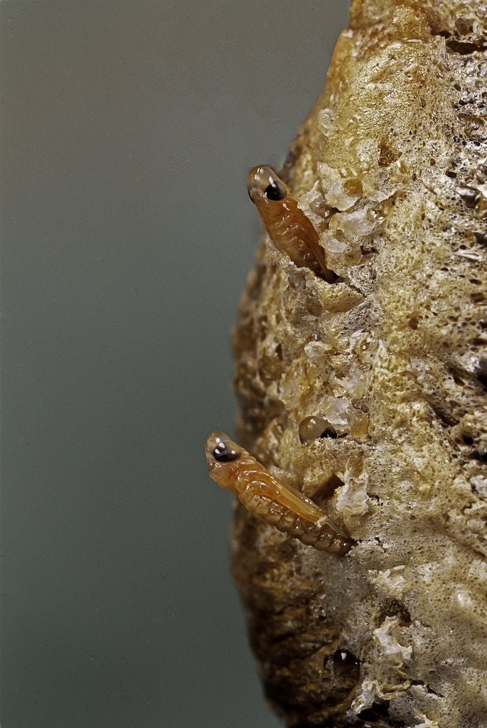 Detail of Mantis religiosa (praying mantis) - hatching by Anonymous