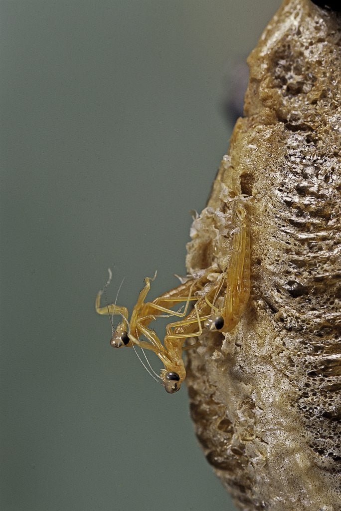 Detail of Mantis religiosa (praying mantis) - hatching by Anonymous