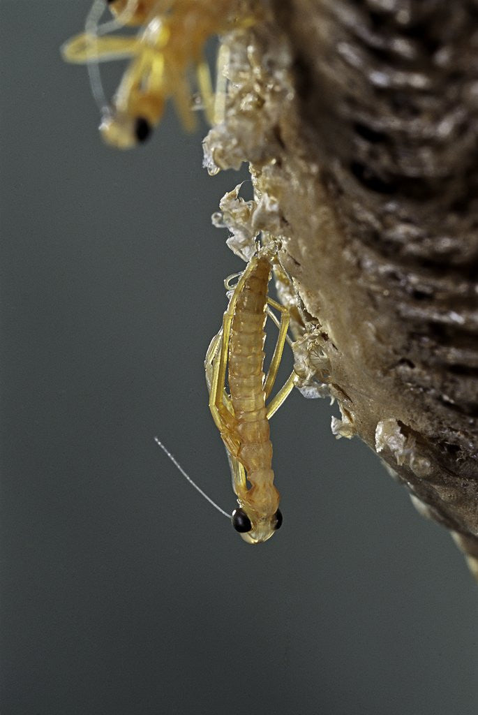 Detail of Mantis religiosa (praying mantis) - hatching by Anonymous