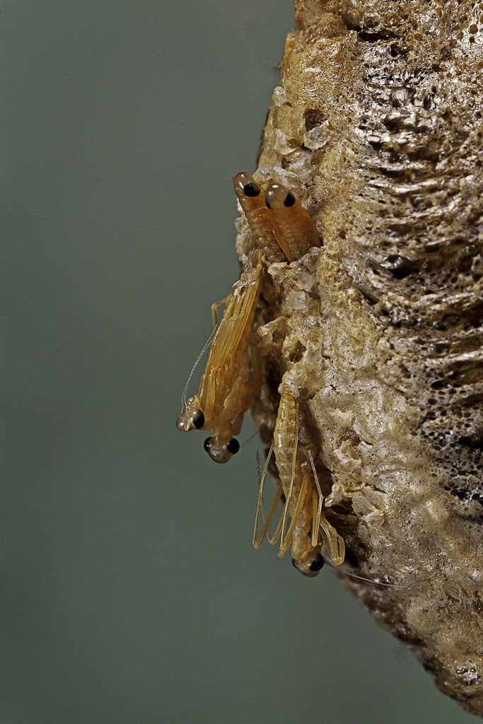 Detail of Mantis religiosa (praying mantis) - hatching by Anonymous