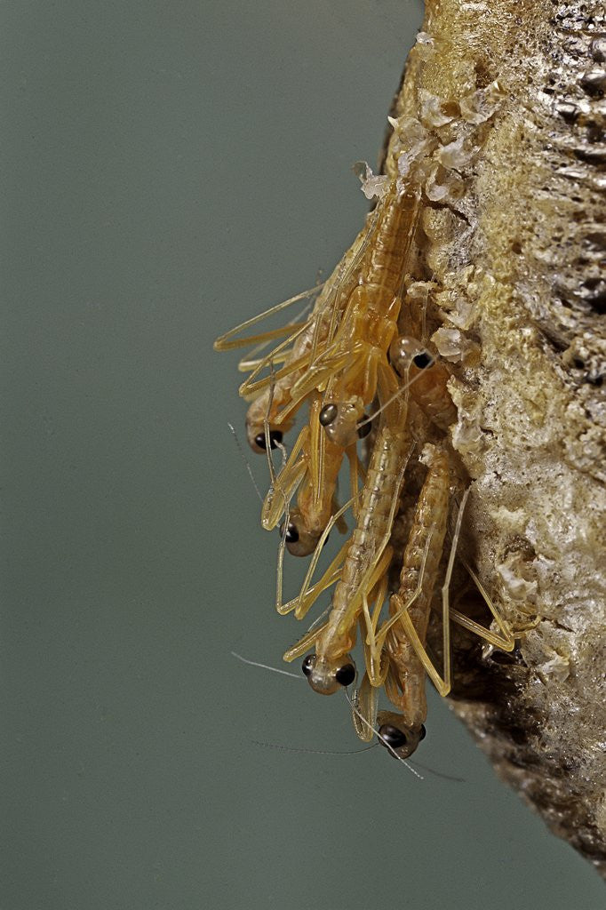 Detail of Mantis religiosa (praying mantis) - hatching by Anonymous