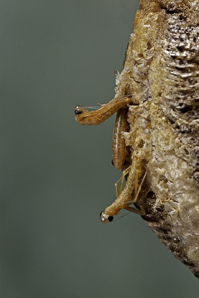 Detail of Mantis religiosa (praying mantis) - hatching by Anonymous