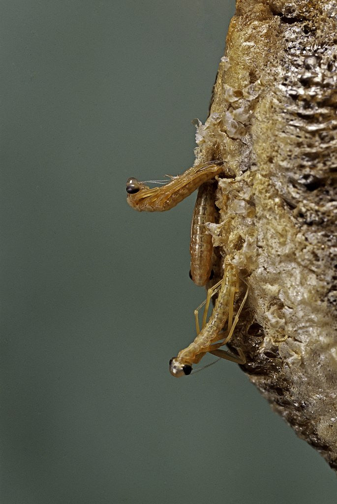 Detail of Mantis religiosa (praying mantis) - hatching by Corbis