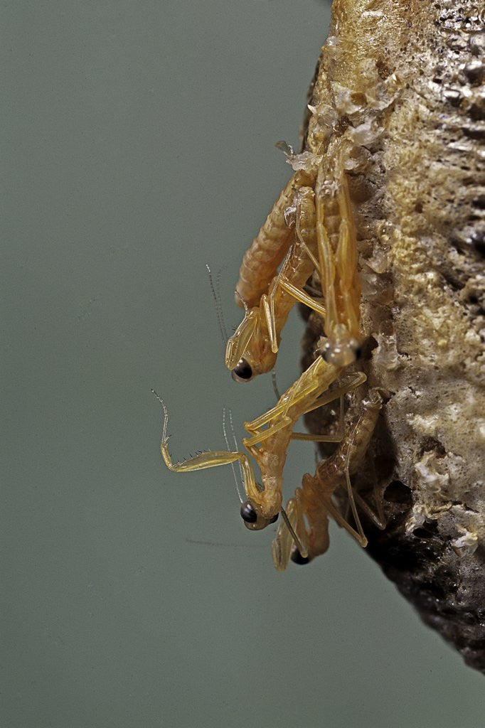 Detail of Mantis religiosa (praying mantis) - hatching by Anonymous