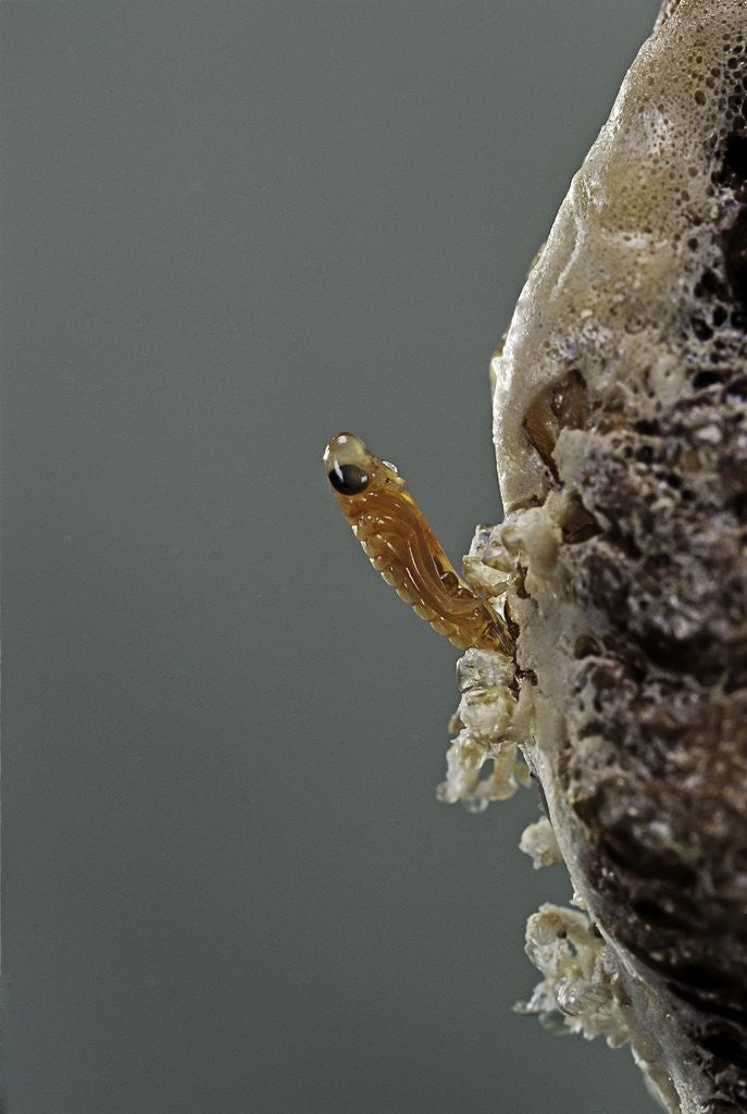 Detail of Mantis religiosa (praying mantis) - hatching by Anonymous