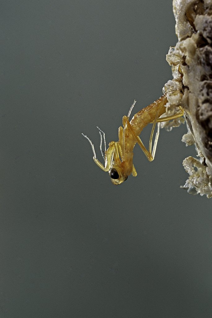 Detail of Mantis religiosa (praying mantis) - hatching by Anonymous