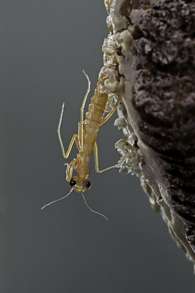 Detail of Mantis religiosa (praying mantis) - hatching by Anonymous