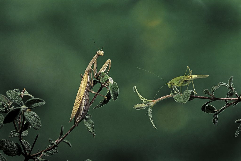 Detail of Mantis religiosa (praying mantis) - watching its prey by Anonymous