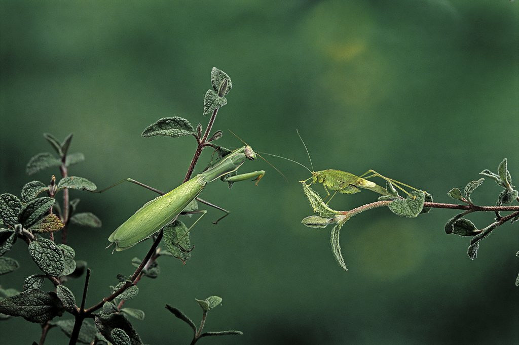 Detail of Mantis religiosa (praying mantis) - watching its prey by Anonymous